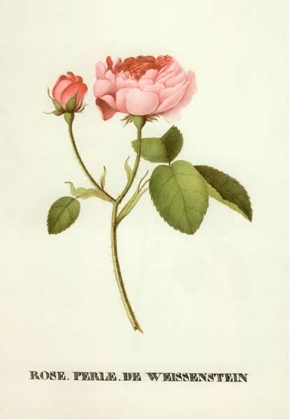 0005_roza_zhemchuzhina.jpg