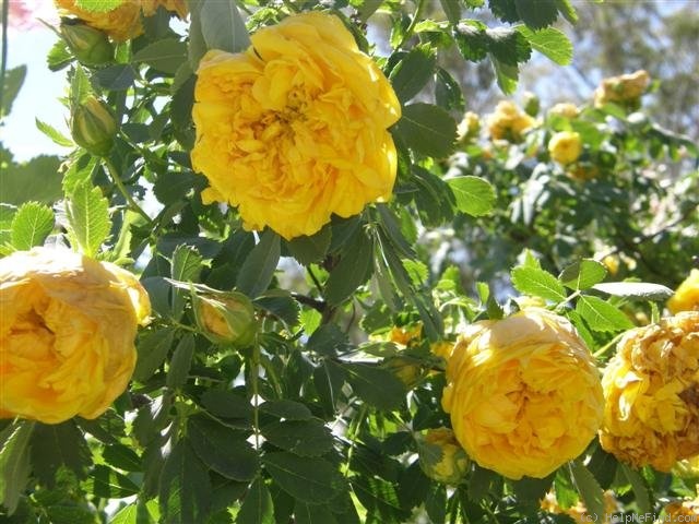 0006_double_yellow.jpg