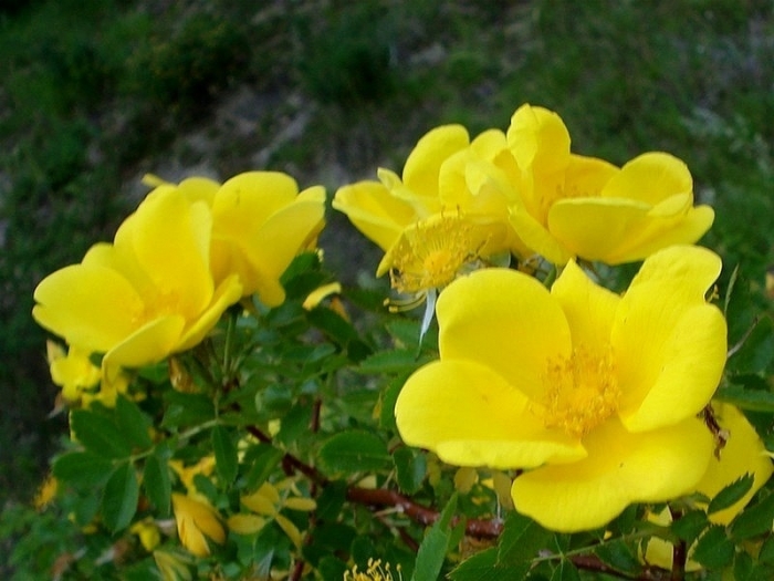 0007_rosa_lutea_mill.jpg