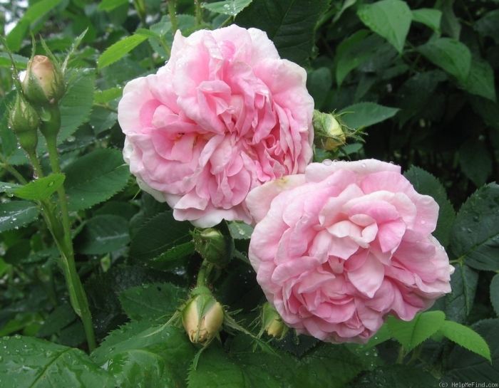 0010_alba_maidens_blush.jpg