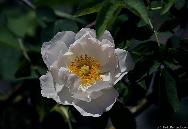 0011_la_rose_de_york.jpg