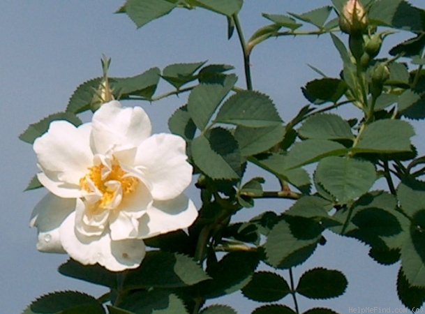 0013_alba_semi-plena.jpg