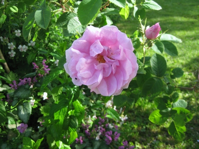 0018_quatre_saisons.jpg