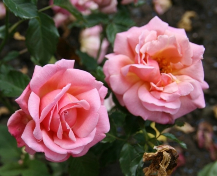 001_rose_novichkov.jpg