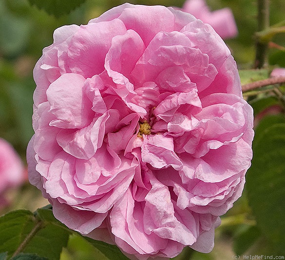 0020_provence_rose.jpg