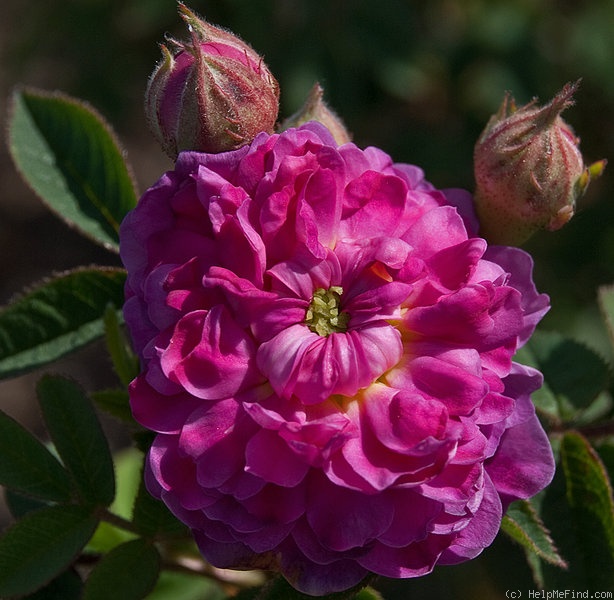 0021_centifolia_parvifolia.jpg