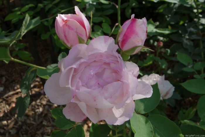 0027_rosier_de_francfort.jpg