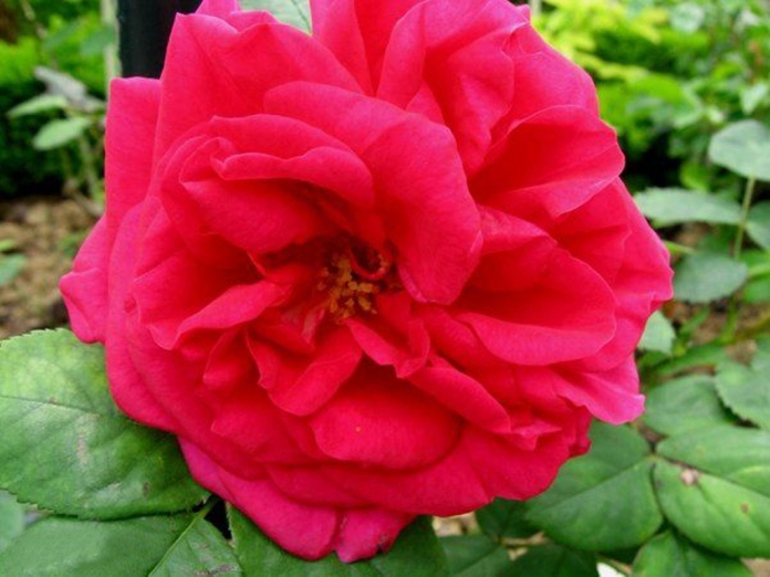 003_les_rosati.jpg