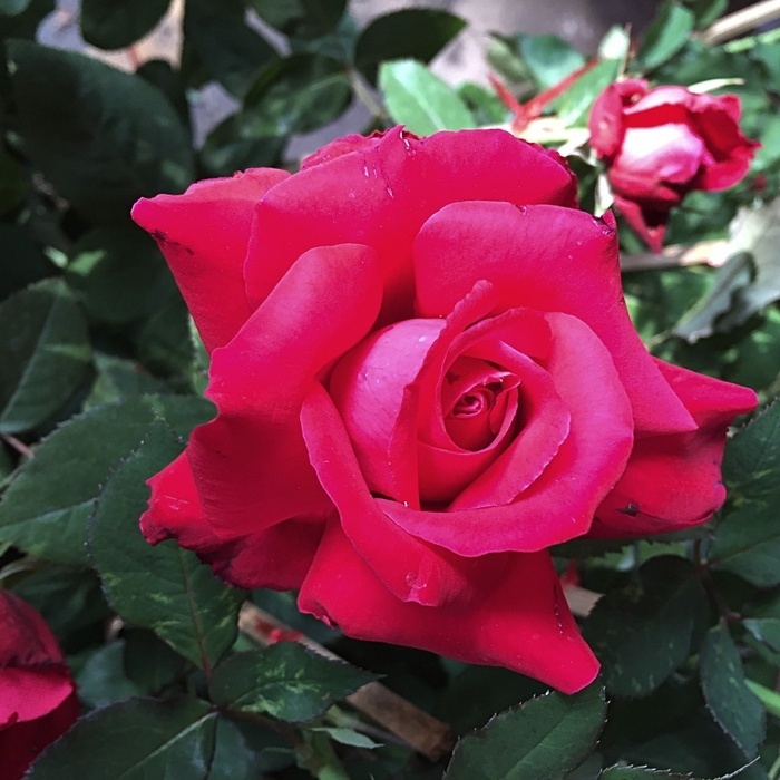 004_alecs_red.jpg