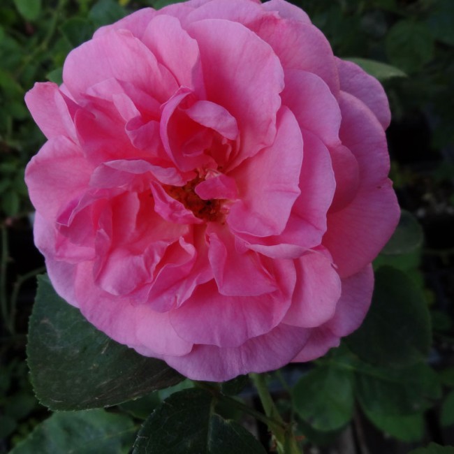 007_raissa-1.jpg