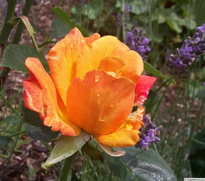 008_olga_tschechowa.jpg