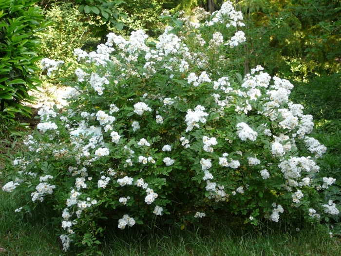 012_r.multiflora_1.jpg