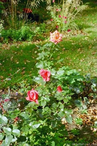 014_36.jpg