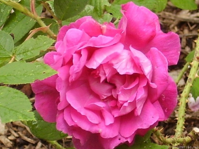 023_parfum_de_lhay.jpg