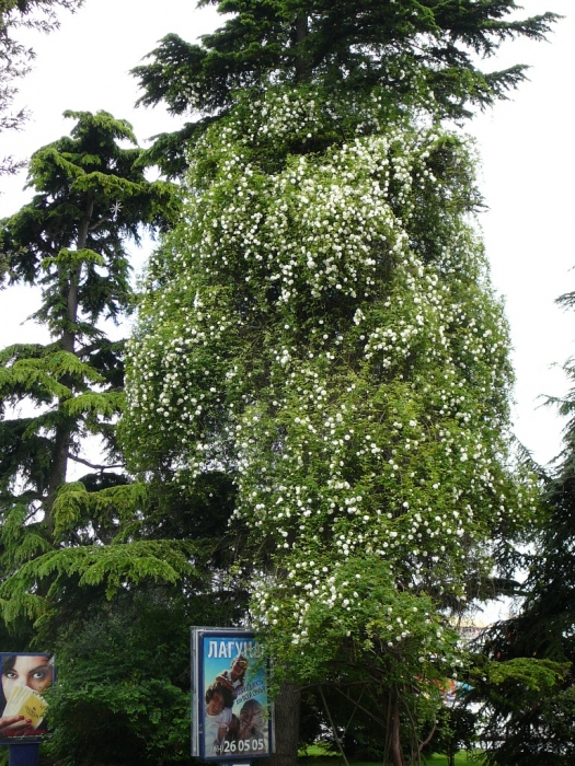 026_naberezhnaya.jpg