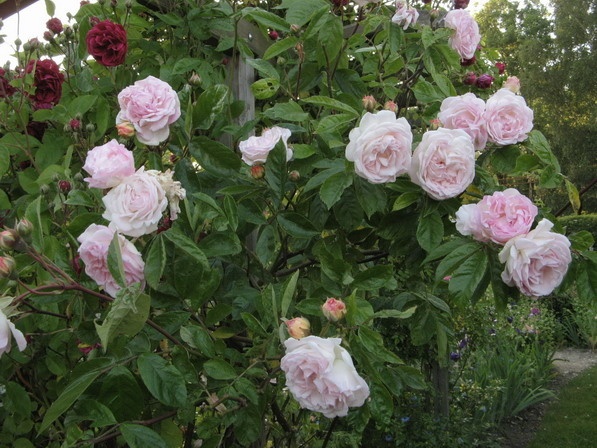 062_peter_rosegger.jpg