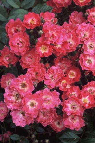 5315-Rosa-Orleans-Rose.jpg