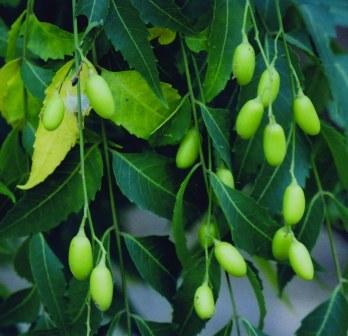 Azadirachta Indica.jpg