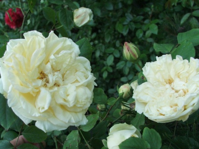 BELLE_LYONNAISE_hybrid_perpetual.jpg
