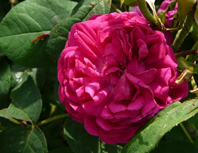 Blanc de Vibert 1863.jpg