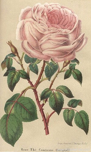Comtesse_Ouwaroff_1.jpg