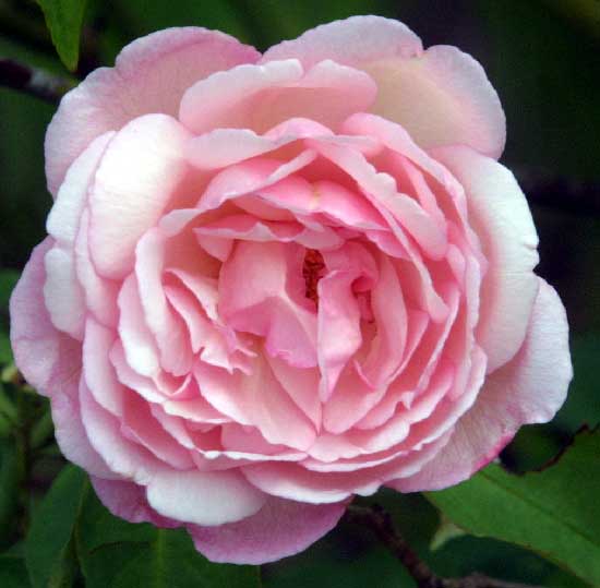Duchesse_de_Brabant.jpg