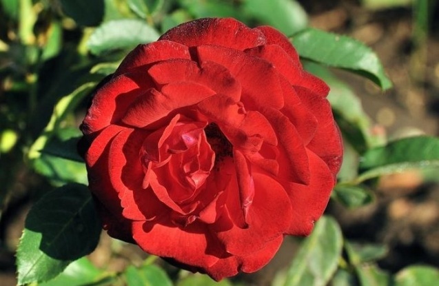 Foc_de_Tabara_0001.jpg