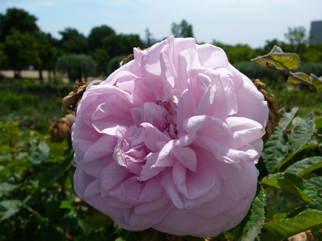 Gloire des Mousseux.jpg