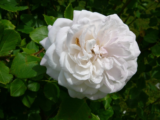 Marie_Dermar._HN_Geschwind_1889.JPG