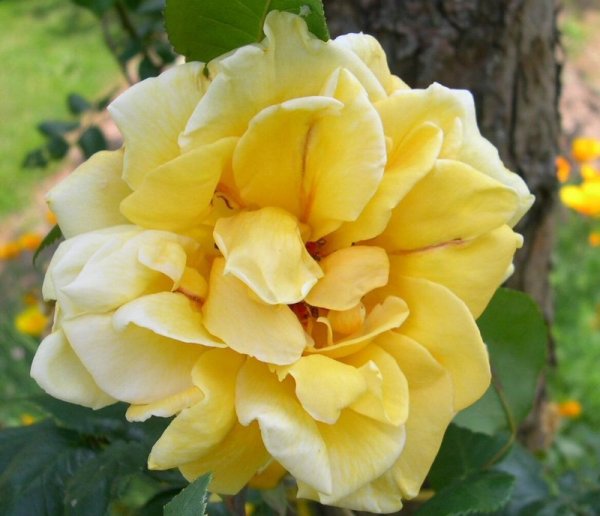Mme_Pierre_S_Dupont_05__0.JPG