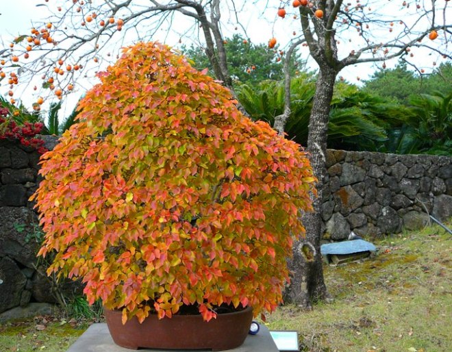P1210235.JPG