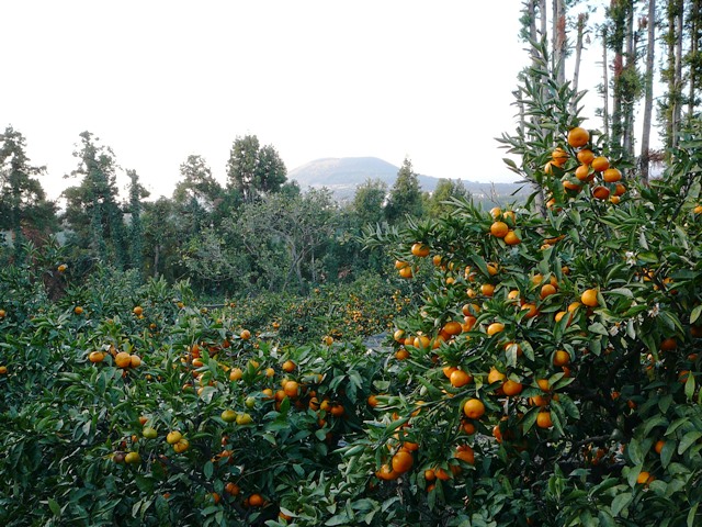 P1210733.JPG