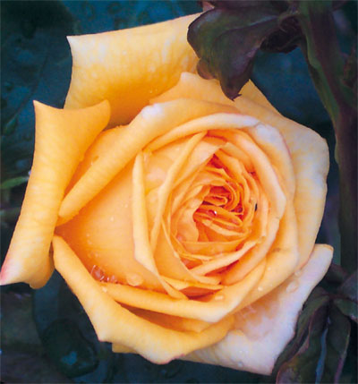 Renaissance-de-Flechere.jpg