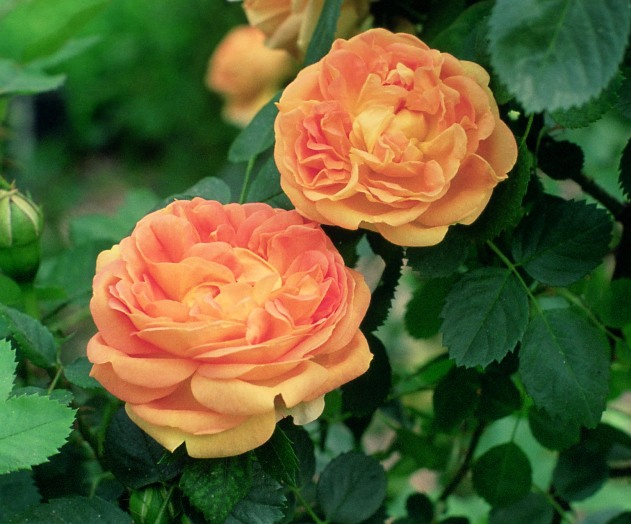 Rosa_Soleil_dor2.jpg