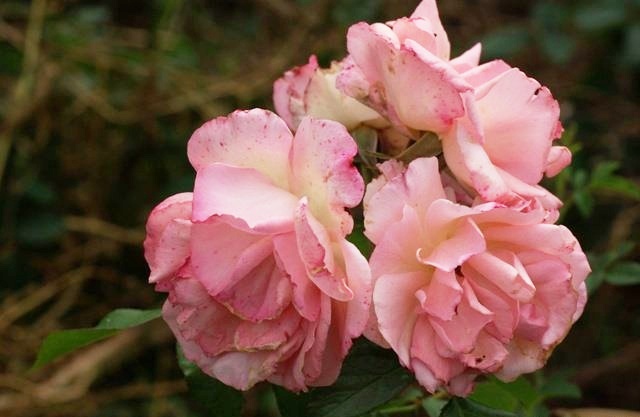 Roseto_Carla_Fineschi_1.jpg