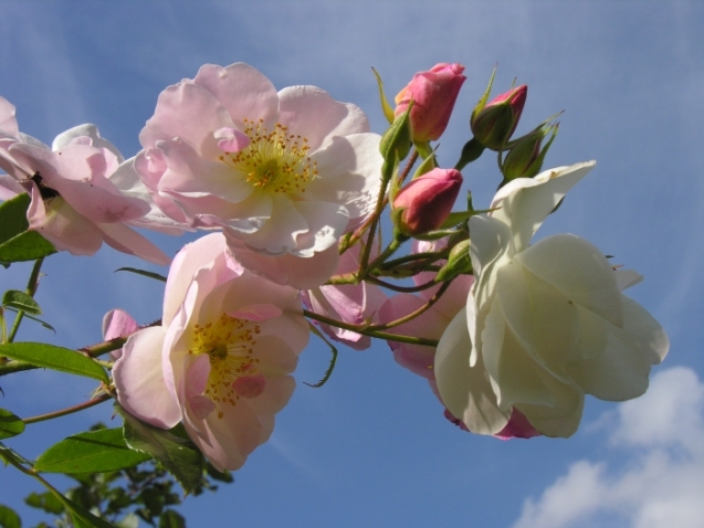 Sourire_d_orchid_1.jpg
