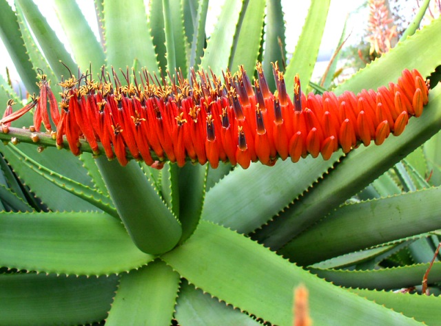 aloe3.jpg