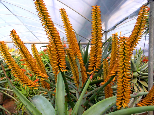 aloe7.jpg