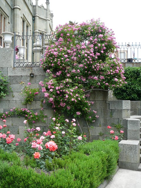 aloupka_roses_001.jpg