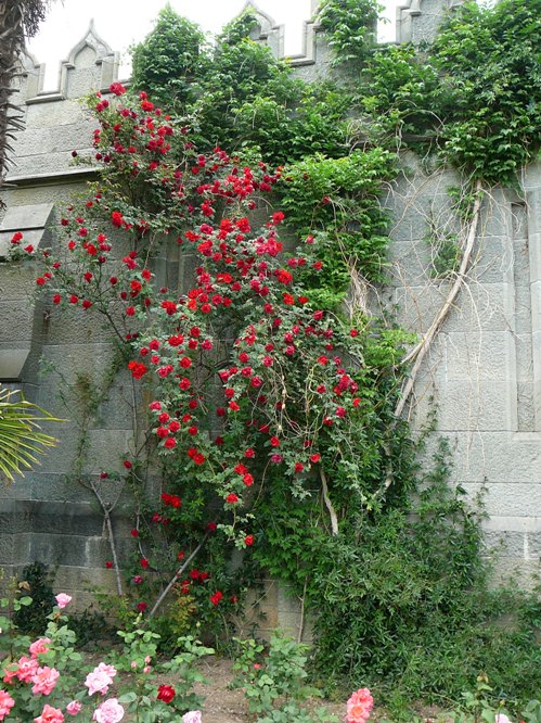 aloupka_roses_002.jpg