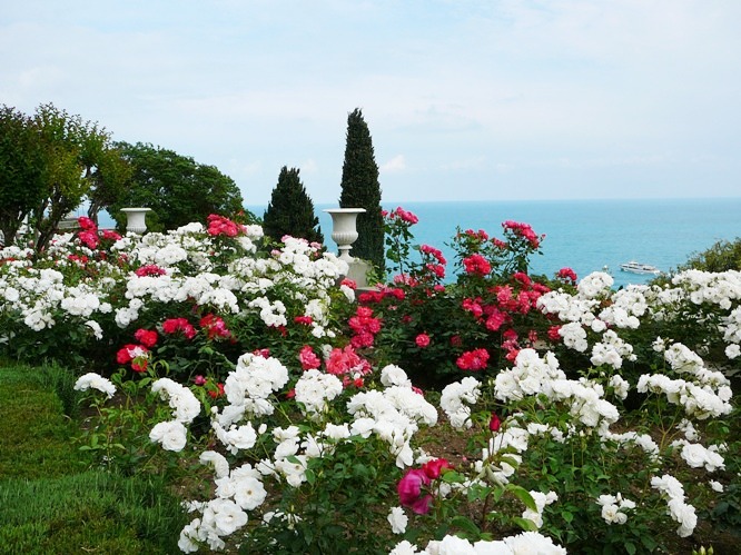 aloupka_roses_003.jpg