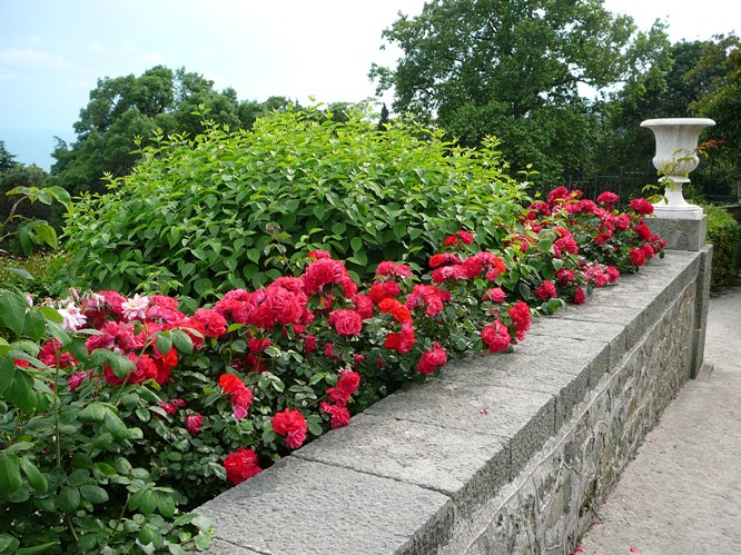 aloupka_roses_004.jpg