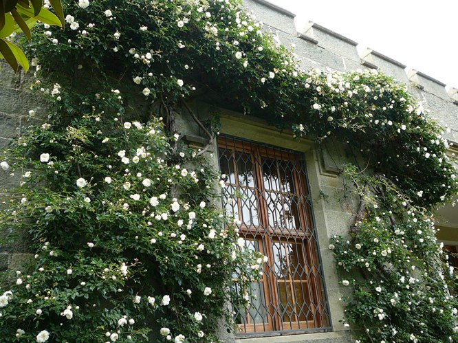 aloupka_roses_006.jpg
