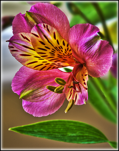 alstroemeria_Princesse_Monaco.jpg