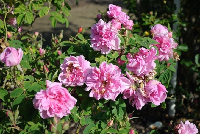 autumn_damask.jpg