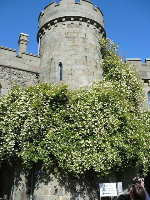 banksia_alba.jpg