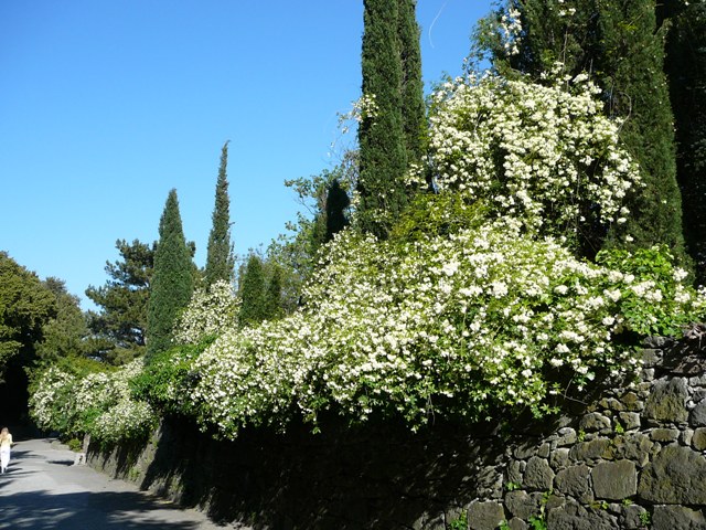 banksia_alba_1.jpg