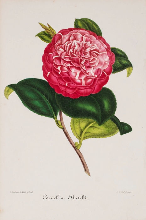 barchi._contesse_samoiloff.jpg