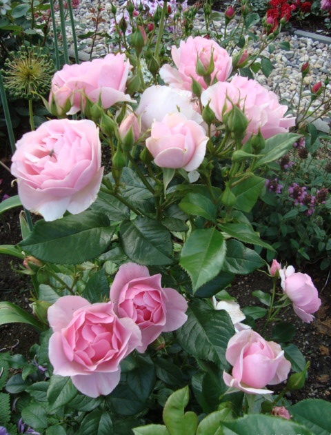 bernd_weigel_rose_2003_tantau.jpg
