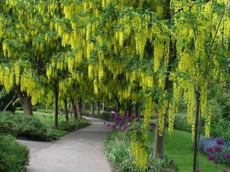 cassia fistula.jpg